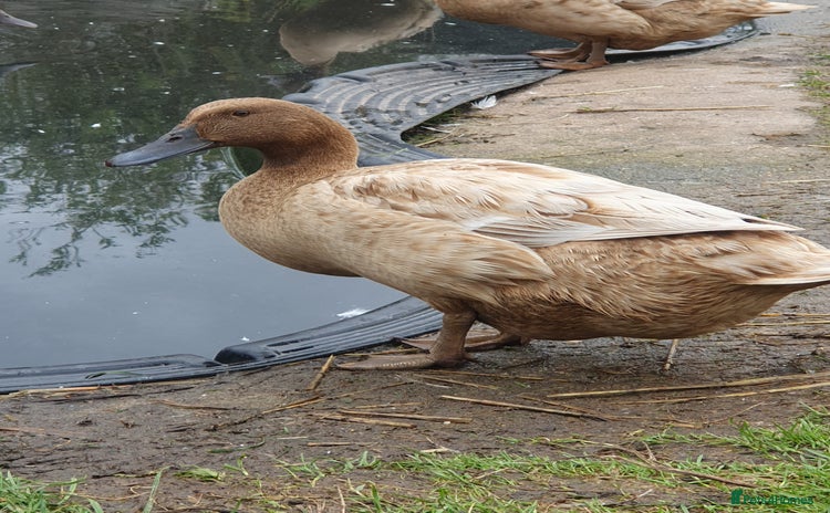 Ducks poultry - Advert 1