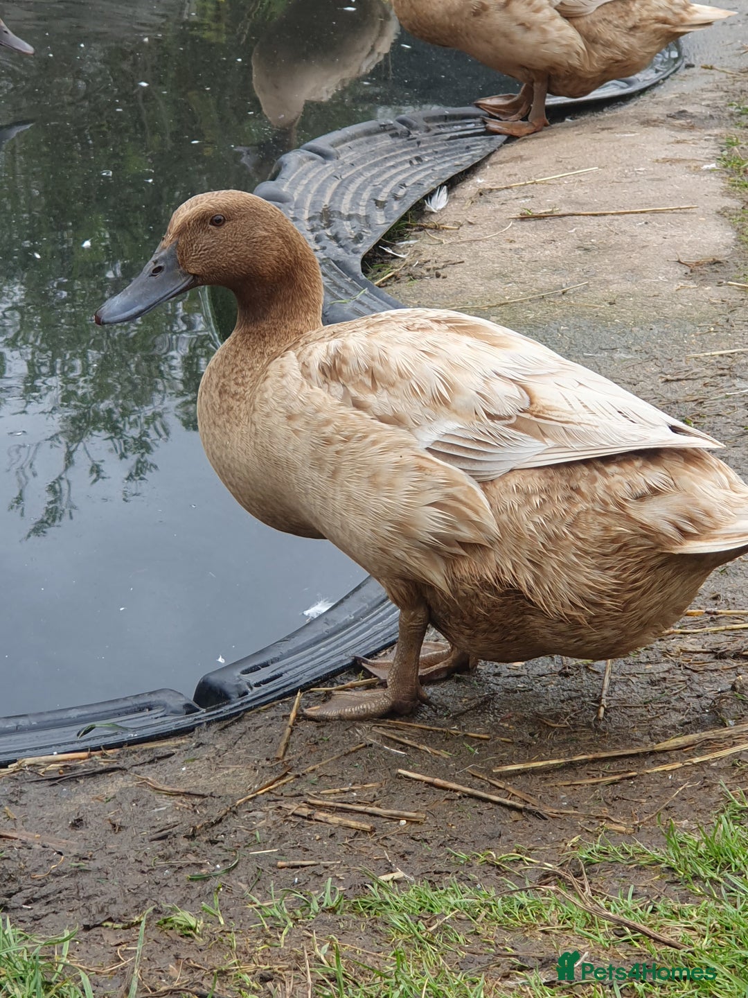 Ducks poultry for sale: X18 Khaki Campbell x6 Ancona - Image 1
