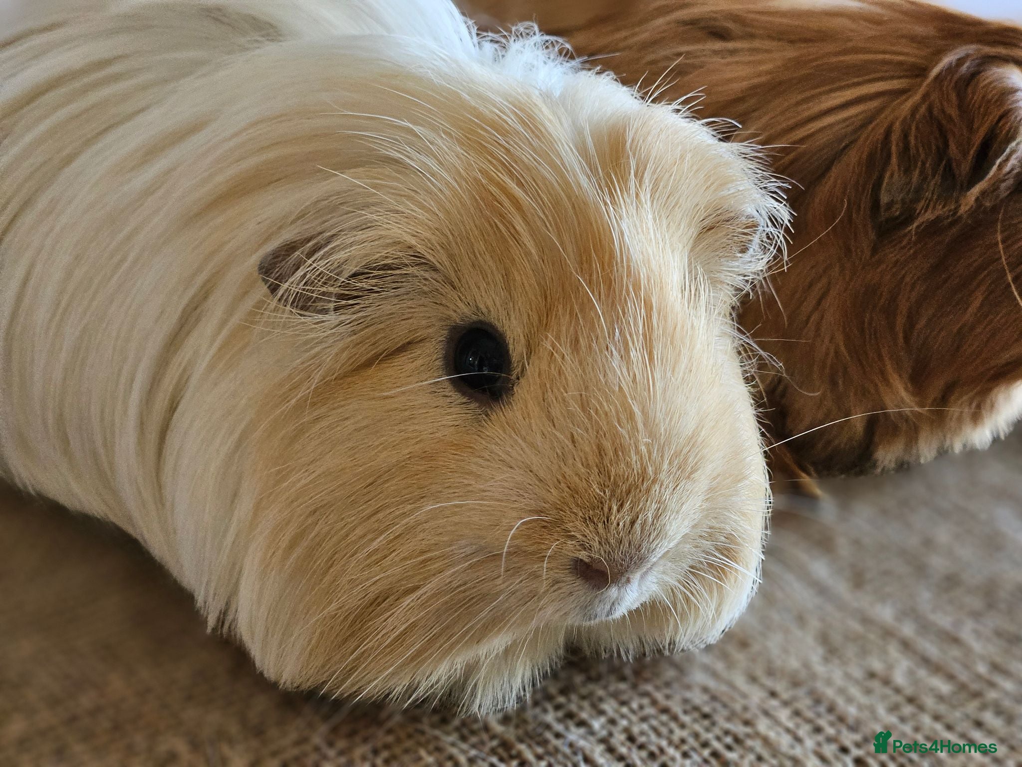 Guinea Pig rodents Various bonded pairs of boy guinea pigs - Advert 19