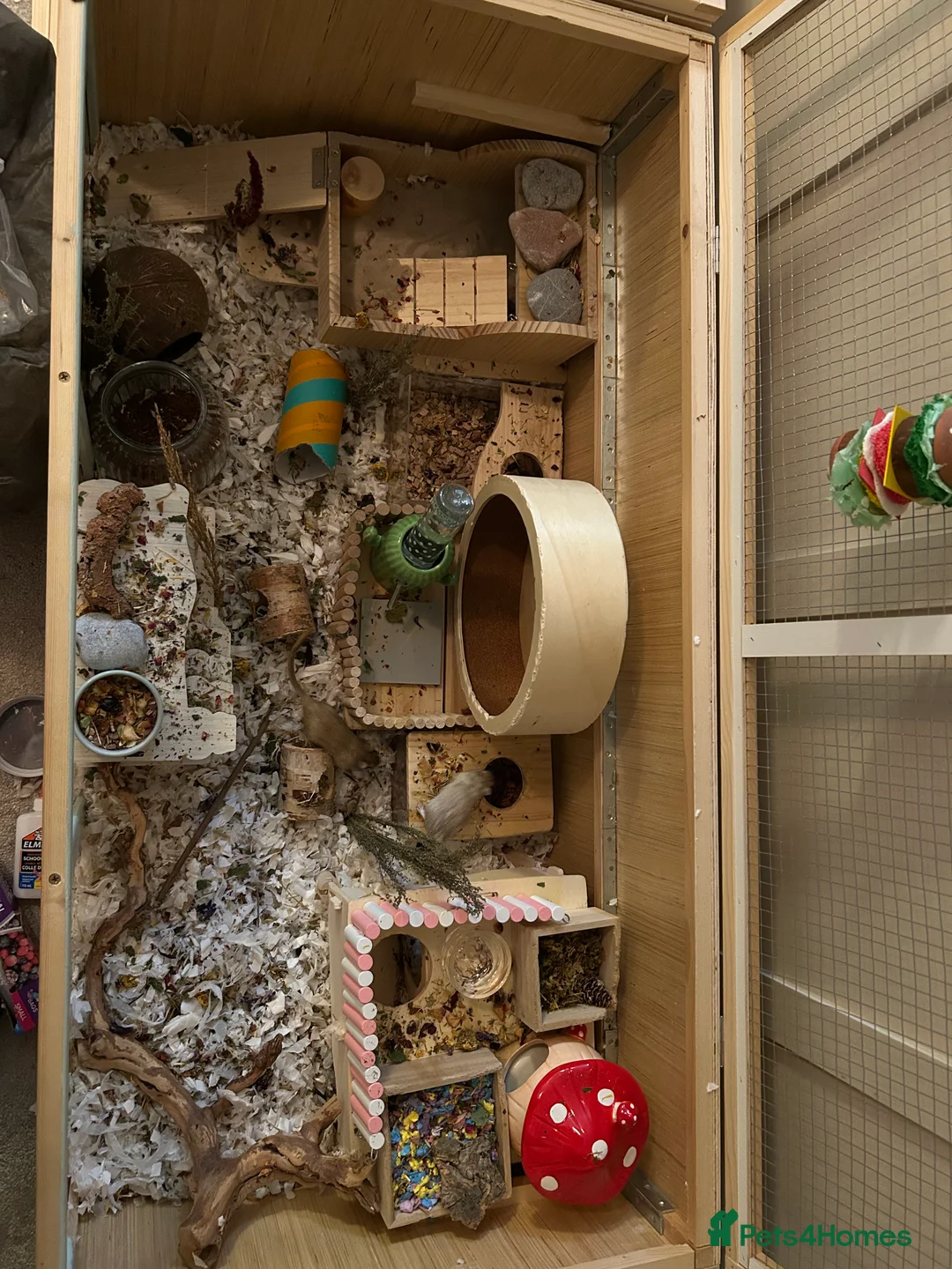 Gerbil rodents for sale: 2 female gerbils in Bristol - Advert 3