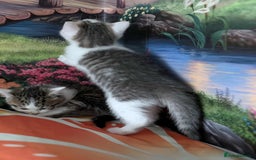 British Shorthair cats for sale: British Short Hair x Domestic Short Hair - Image 9