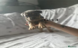 Mixed Breed dogs for sale: Beautiful staffie cross bullmastiff puppies  - Image 15