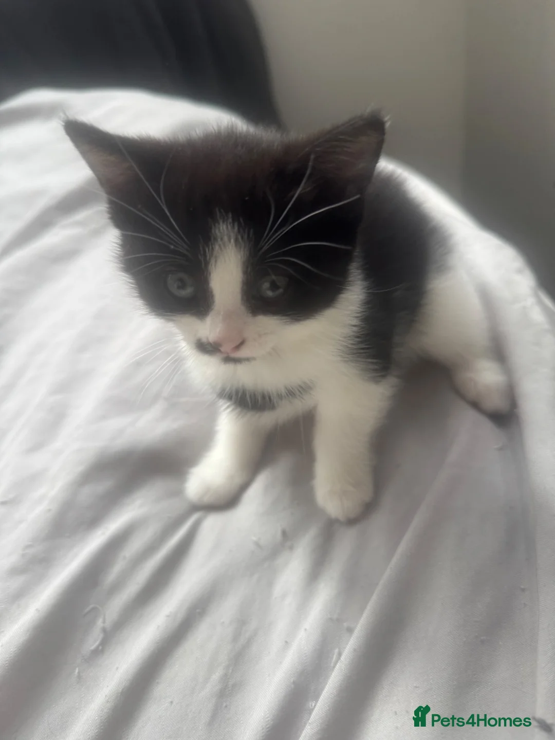British Longhair cats for sale: British Longhair Tuxedo Girl - Advert 1