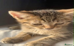 Domestic Shorthair cats for sale: Beautiful female kitten  - Image 3