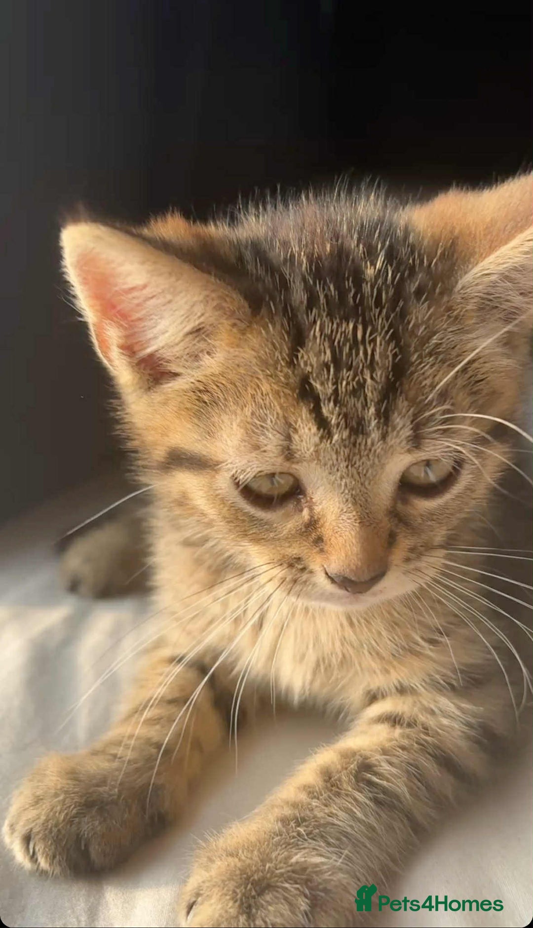 Domestic Shorthair cats for sale: Beautiful female kitten  - Image 3