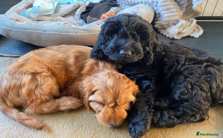 Cockapoo dogs - Advert 1