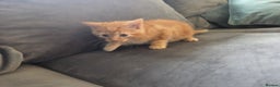 Mixed Breed cats for sale: 3 kittens ready for forever homes - Advert 8