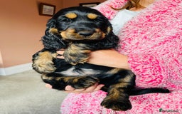 Cocker Spaniel dogs for sale: Top quality fully health tested show cocker pups - Image 13
