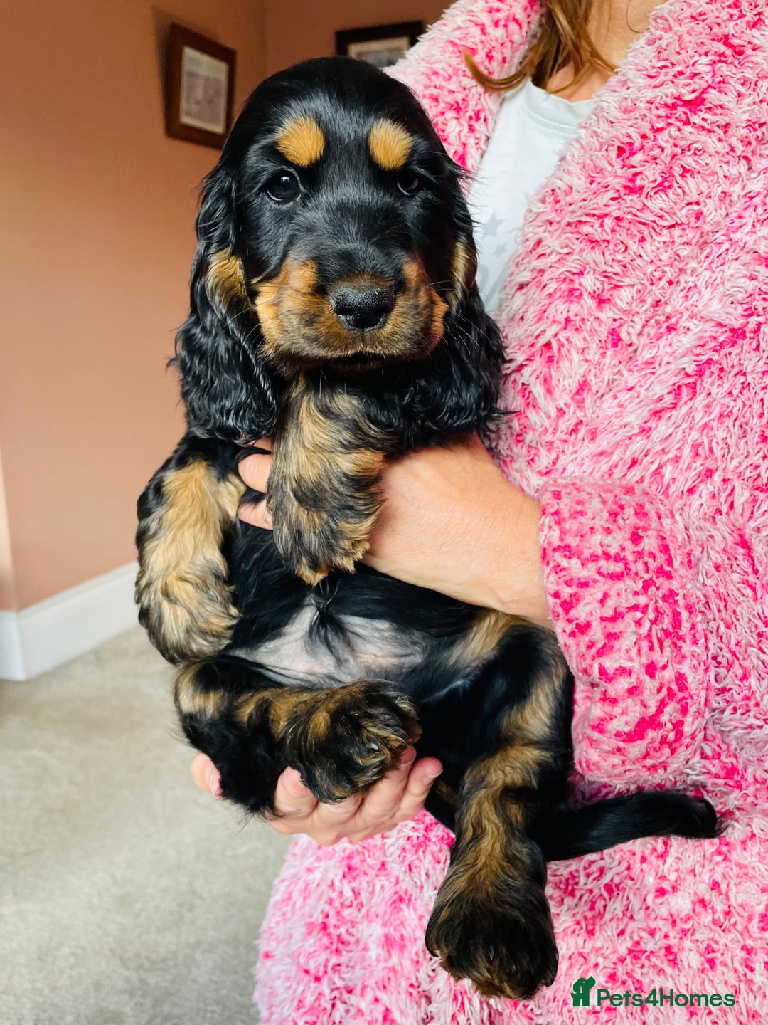 Cocker Spaniel dogs for sale: Top quality fully health tested show cocker pups - Image 13
