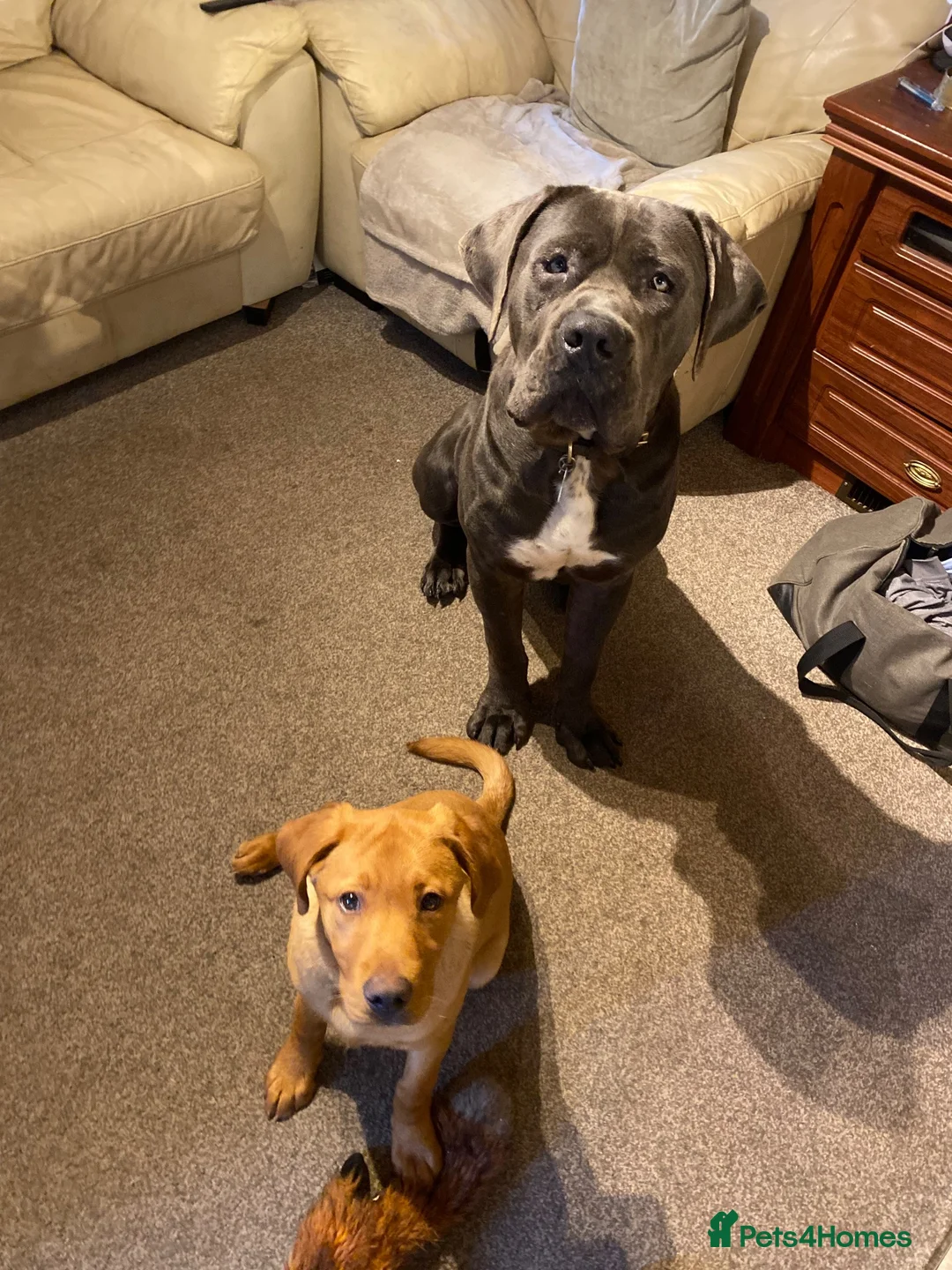 Cane Corso dogs for sale: Free Re homing cane corso  in Diss - Advert 4