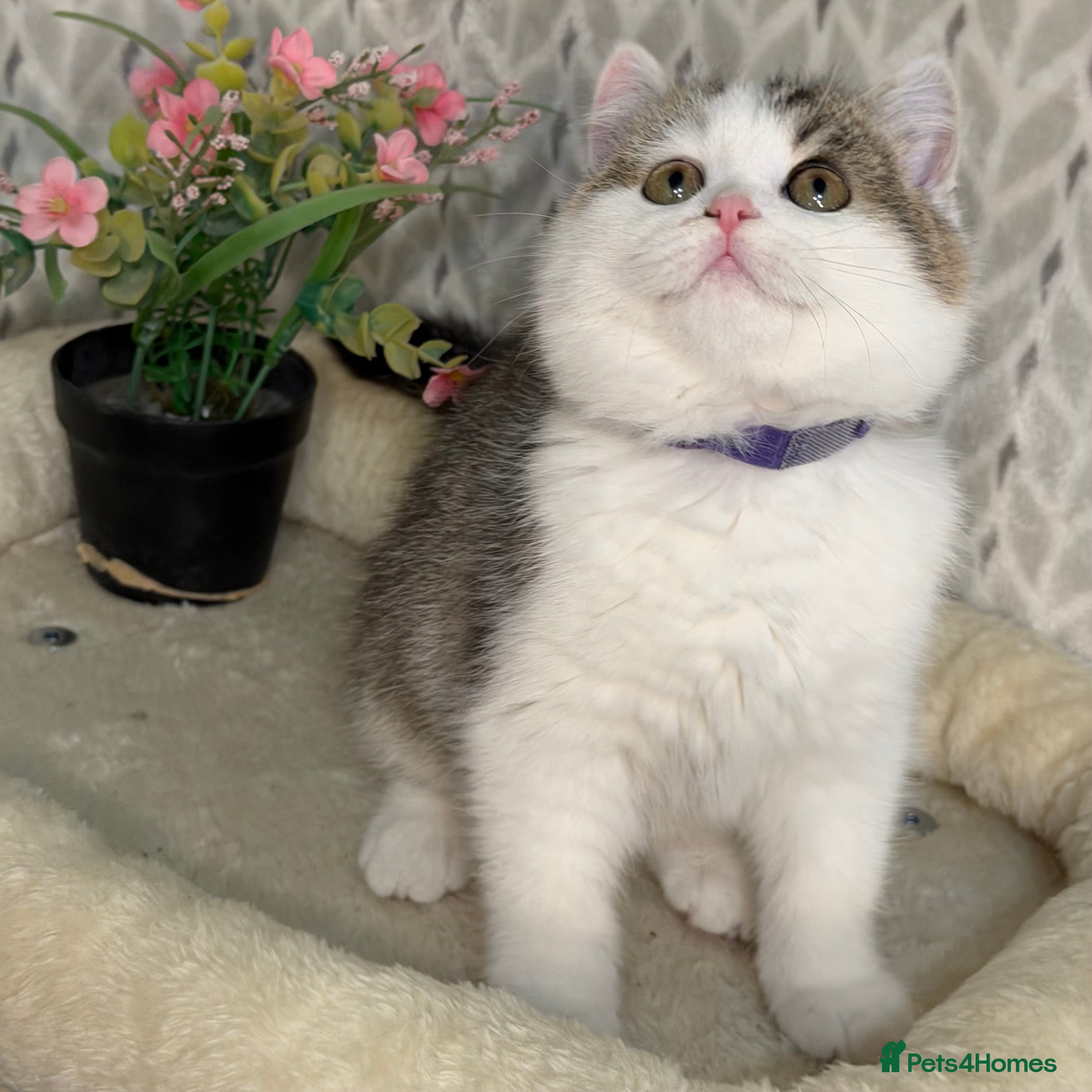 British Shorthair cats British shorthair Golden kittens TICA - Advert 3