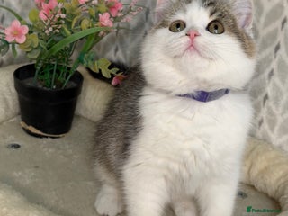 British Shorthair cats British shorthair Golden kittens TICA - Advert 3