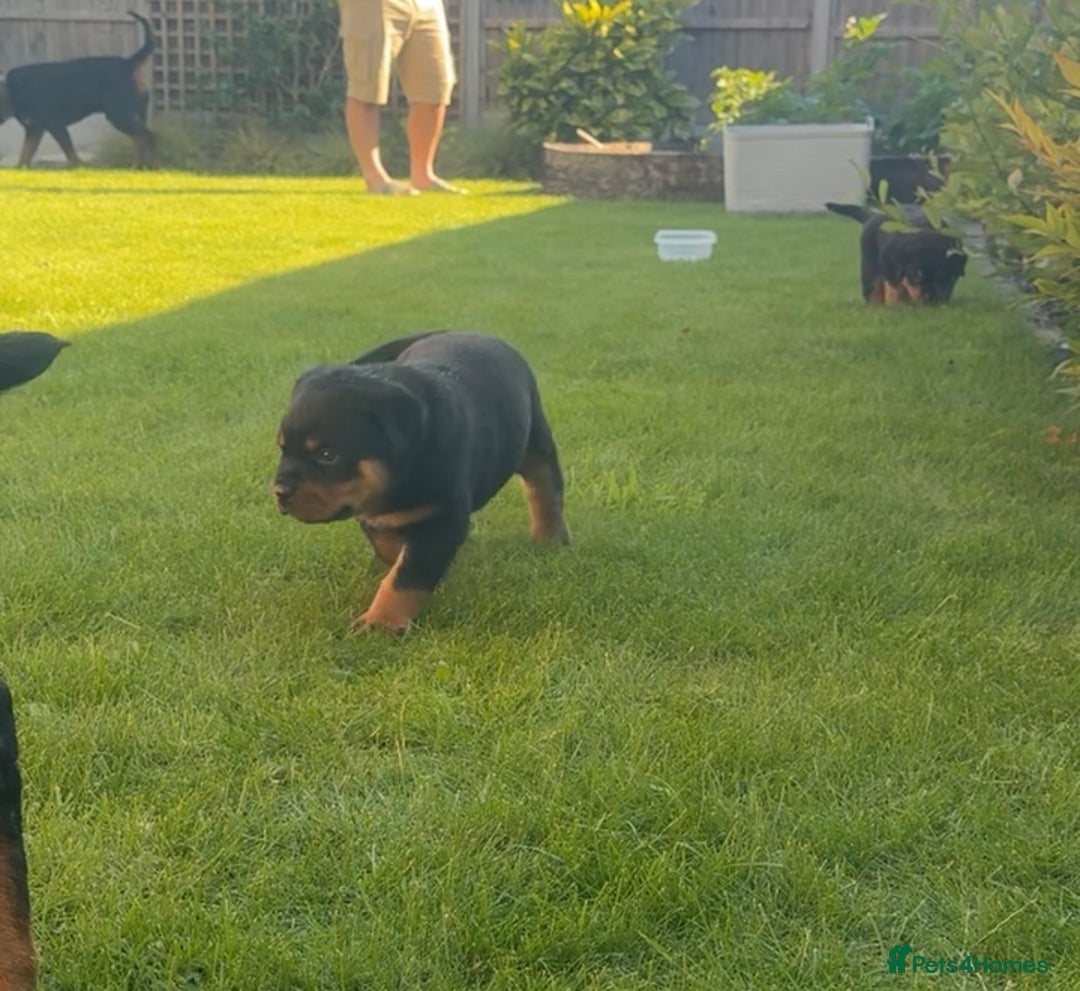 Rottweiler dogs for sale: 9 beautiful Rottweiler puppies for sale  - Advert 5