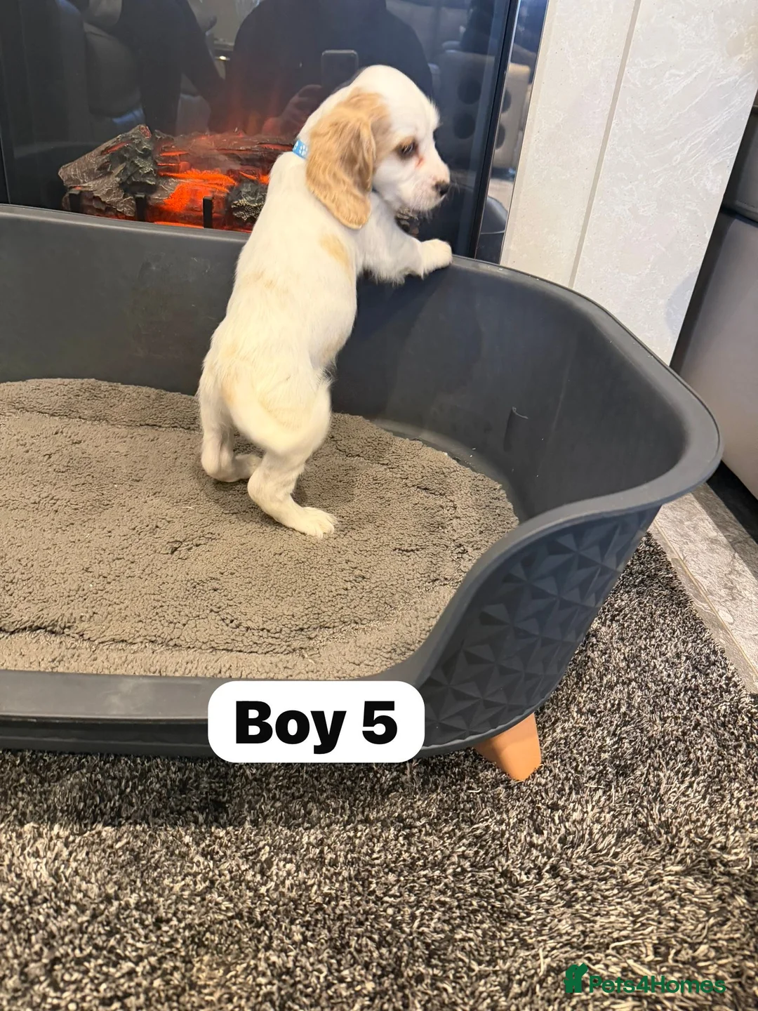 Cocker Spaniel dogs for sale: Beautiful adorable show type cocker spaniels - Advert 36