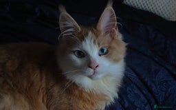 Maine Coon cats for sale: Blue eyed maine coon girl for sale  - Image 1