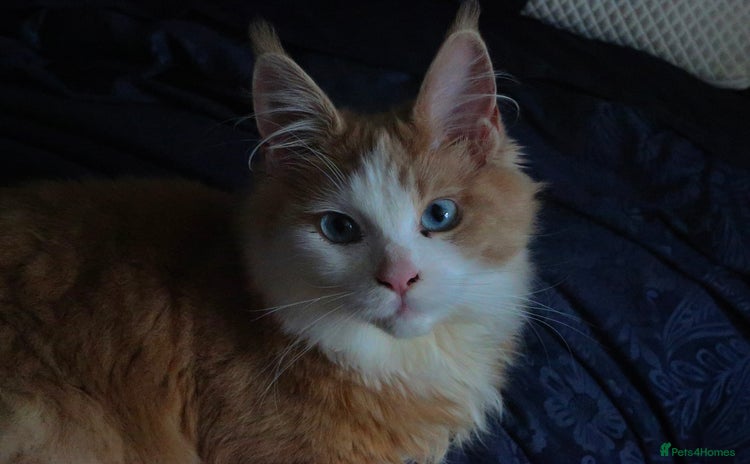Maine Coon cats - Advert 15
