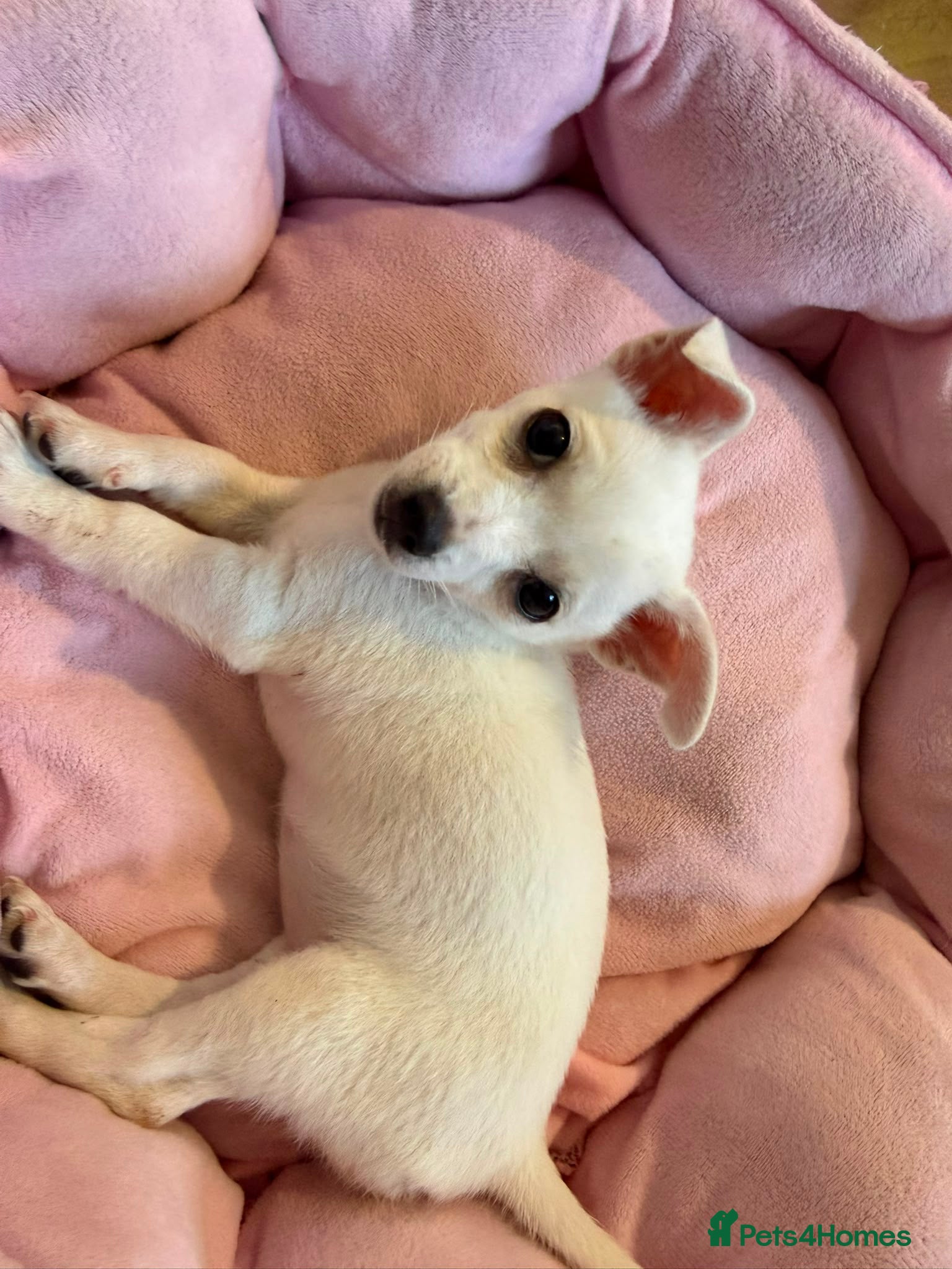 Mixed Breed dogs Chihuahua x jack - Advert 11