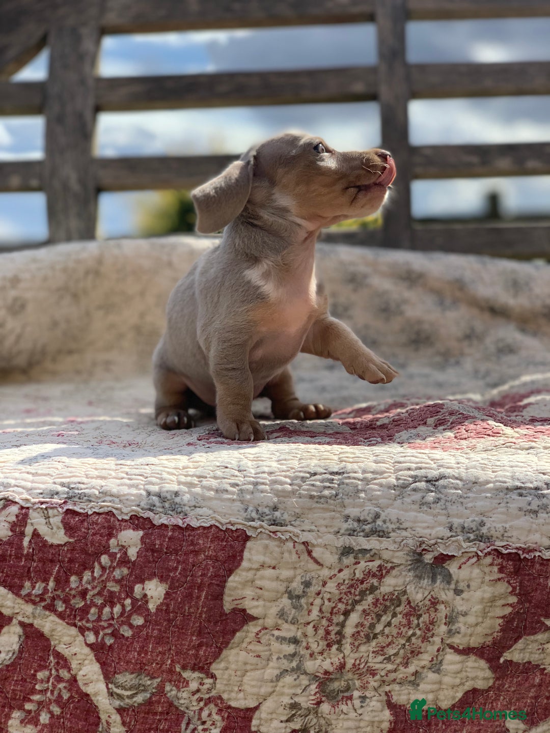Miniature Dachshund dogs for sale: Beautiful Isabella mini dachshund  - Image 5