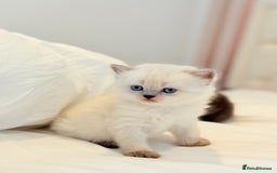 Scottish Fold cats for sale: Half Scottish half British short hair  in London - Image 19
