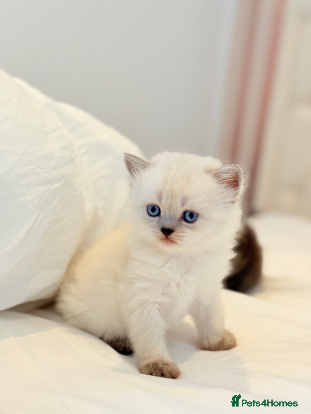 Scottish Fold cats for sale: Half Scottish half British short hair  in London - Image 19