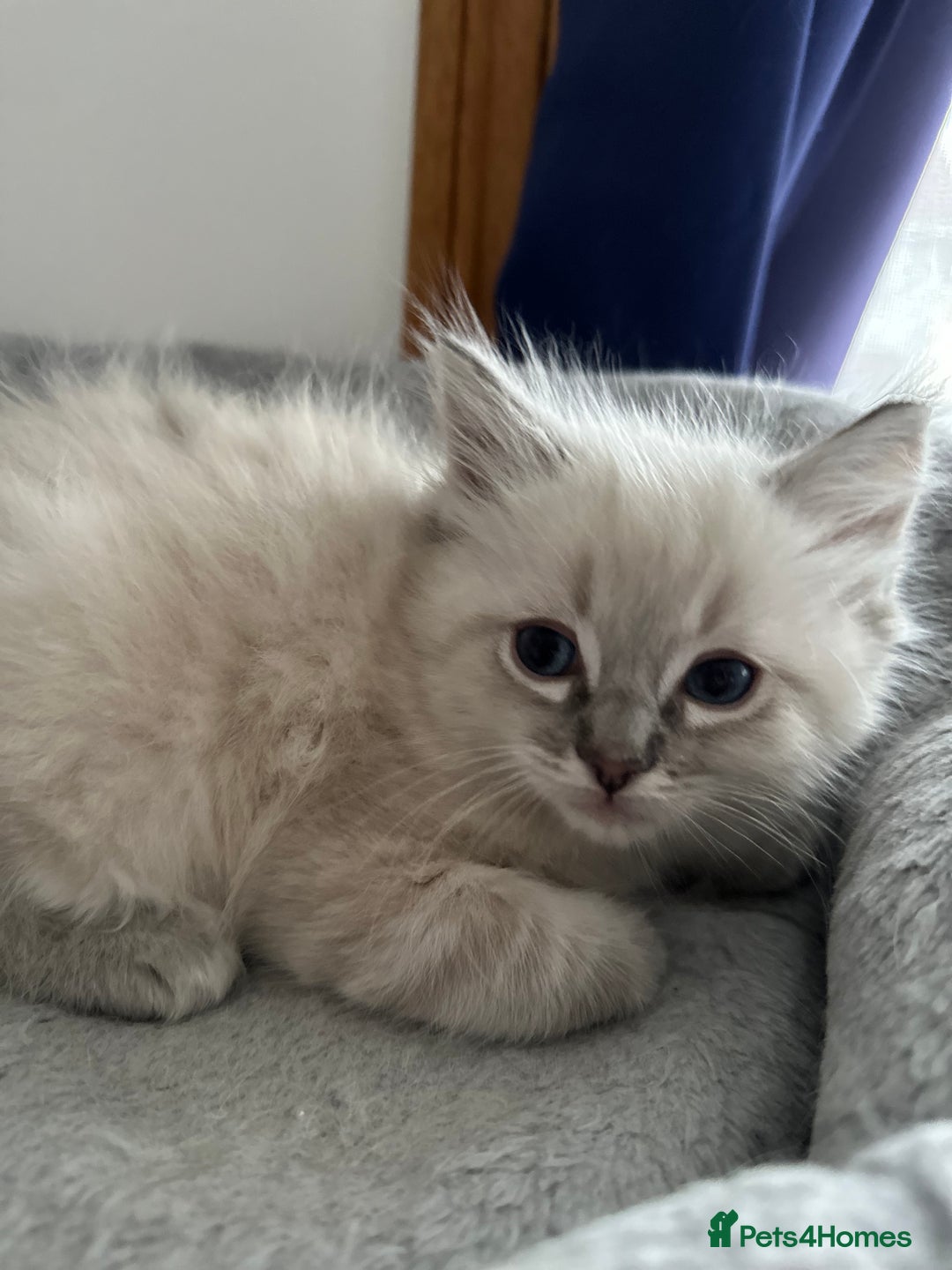 Ragdoll cats for sale: Gorgeous ragdoll kittens  - Advert 15