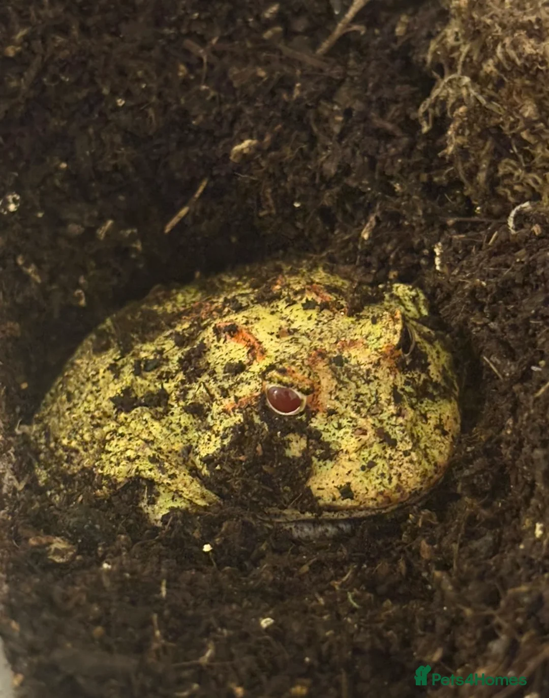 Frog reptiles for sale: Green horned frog - pikachu  in Gainsborough - Advert 2