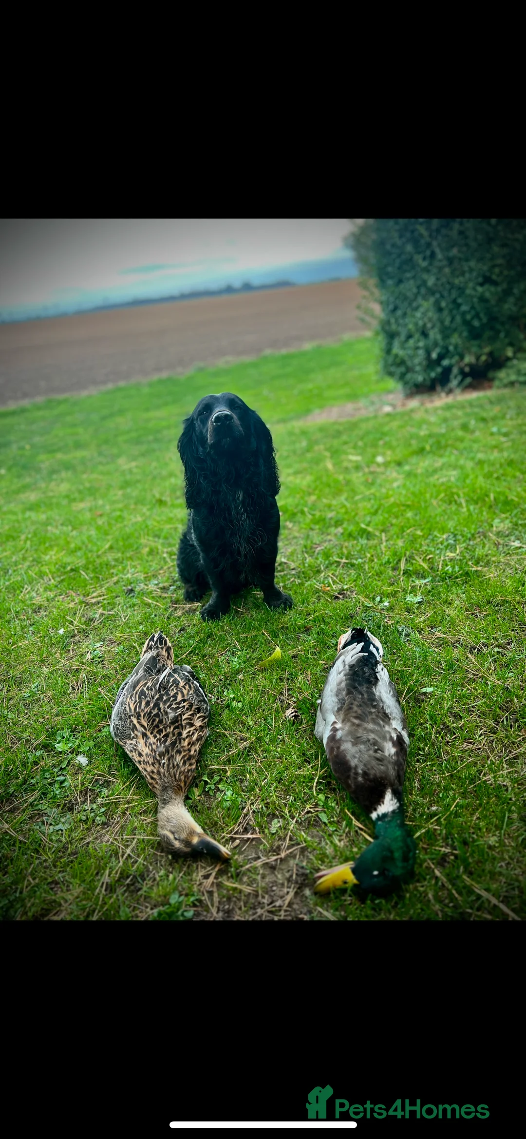 Sprocker dogs for stud: Sprocker Stud. Free in Knighton - Advert 8