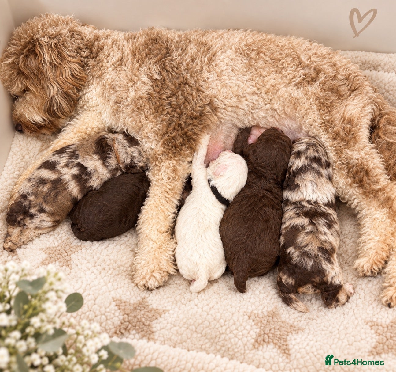 Cavapoo dogs Outstanding F1b Cavapoo puppies - Advert 5