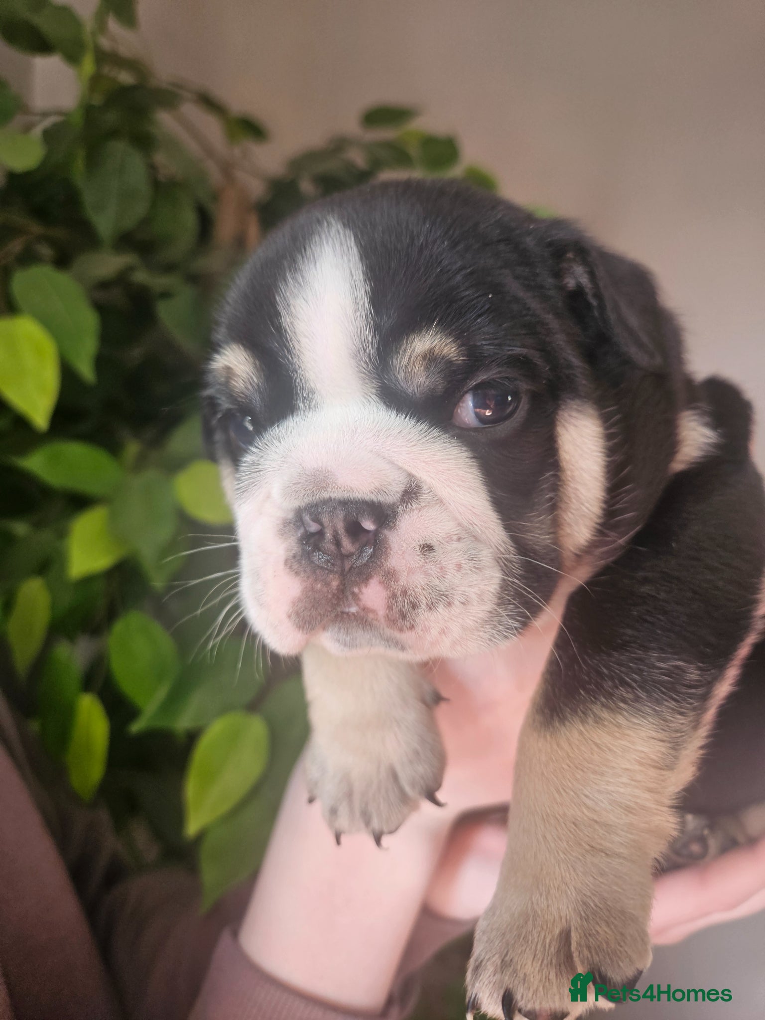 English Bulldog dogs Stunning 4week old male black tri english bulldog  - Advert 3