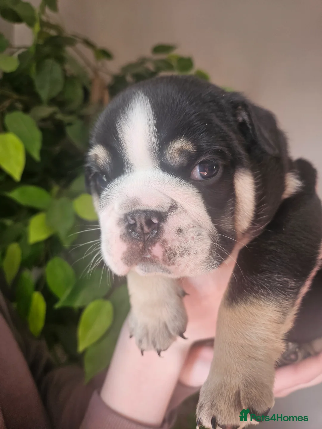English Bulldog dogs for sale: Stunning 4week old male black tri english bulldog  - Advert 2