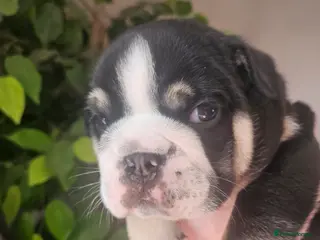 English Bulldog dogs Stunning 4week old male black tri english bulldog - Advert 3