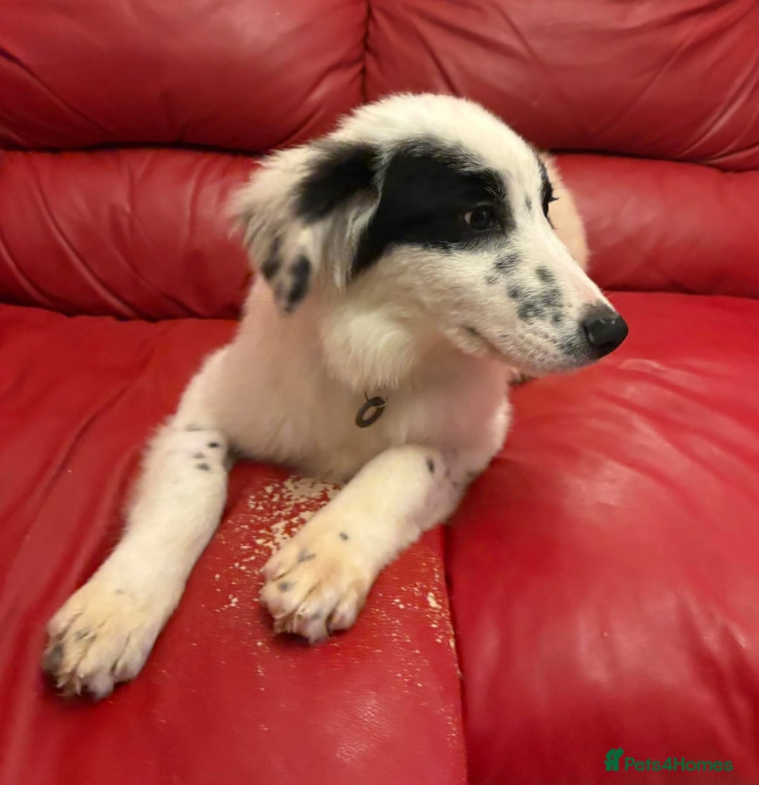 Mixed Breed dogs for adoption: Clark - Norwich Norfolk  - Advert 12