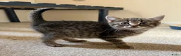 Mixed Breed cats for sale: 2 male tabby kittens urgently need new homes!! - Advert 5