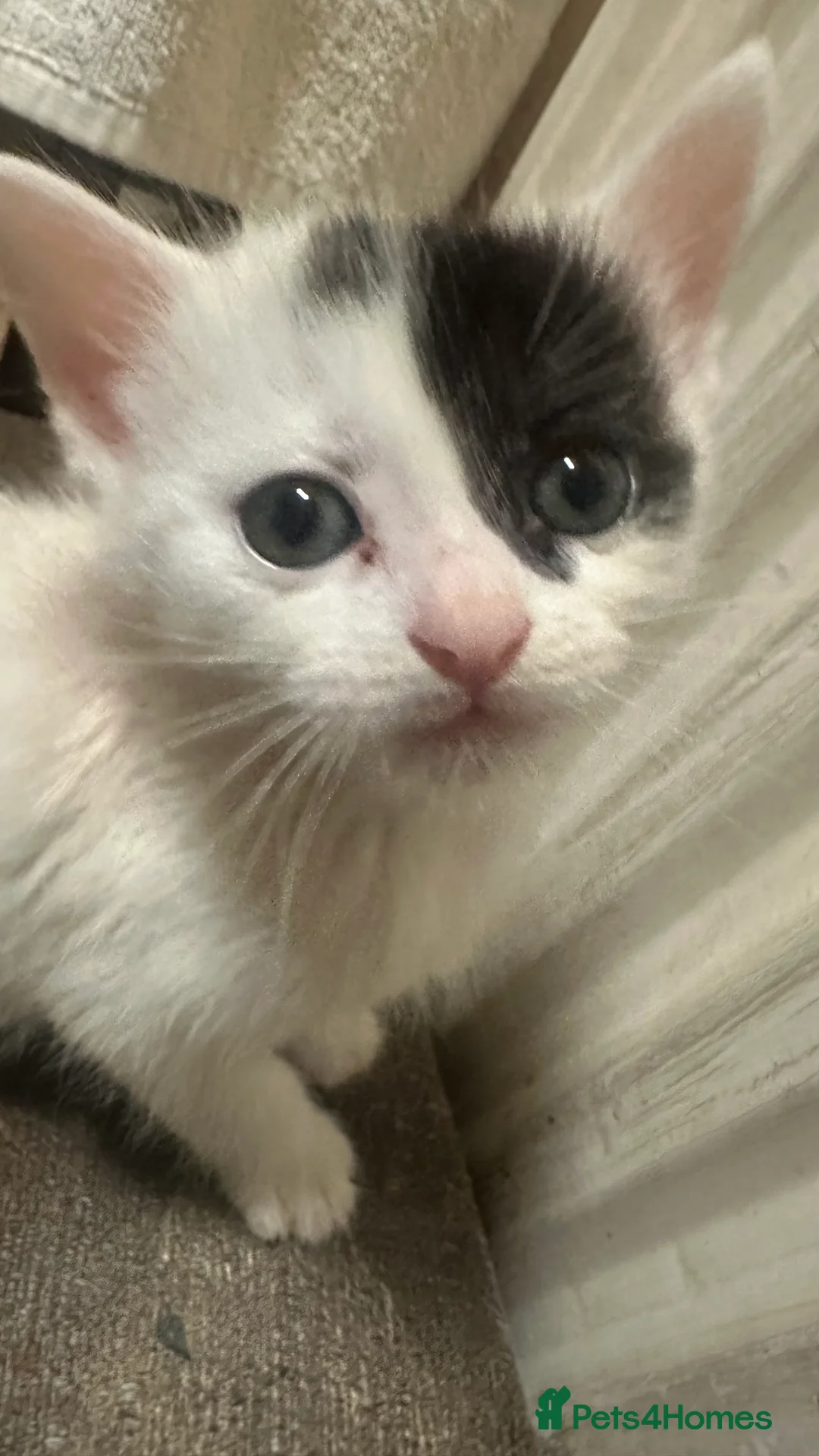 Mixed Breed cats for sale: Beautiful Mixed Breed Ragdoll x Long hair kittens - Advert 2