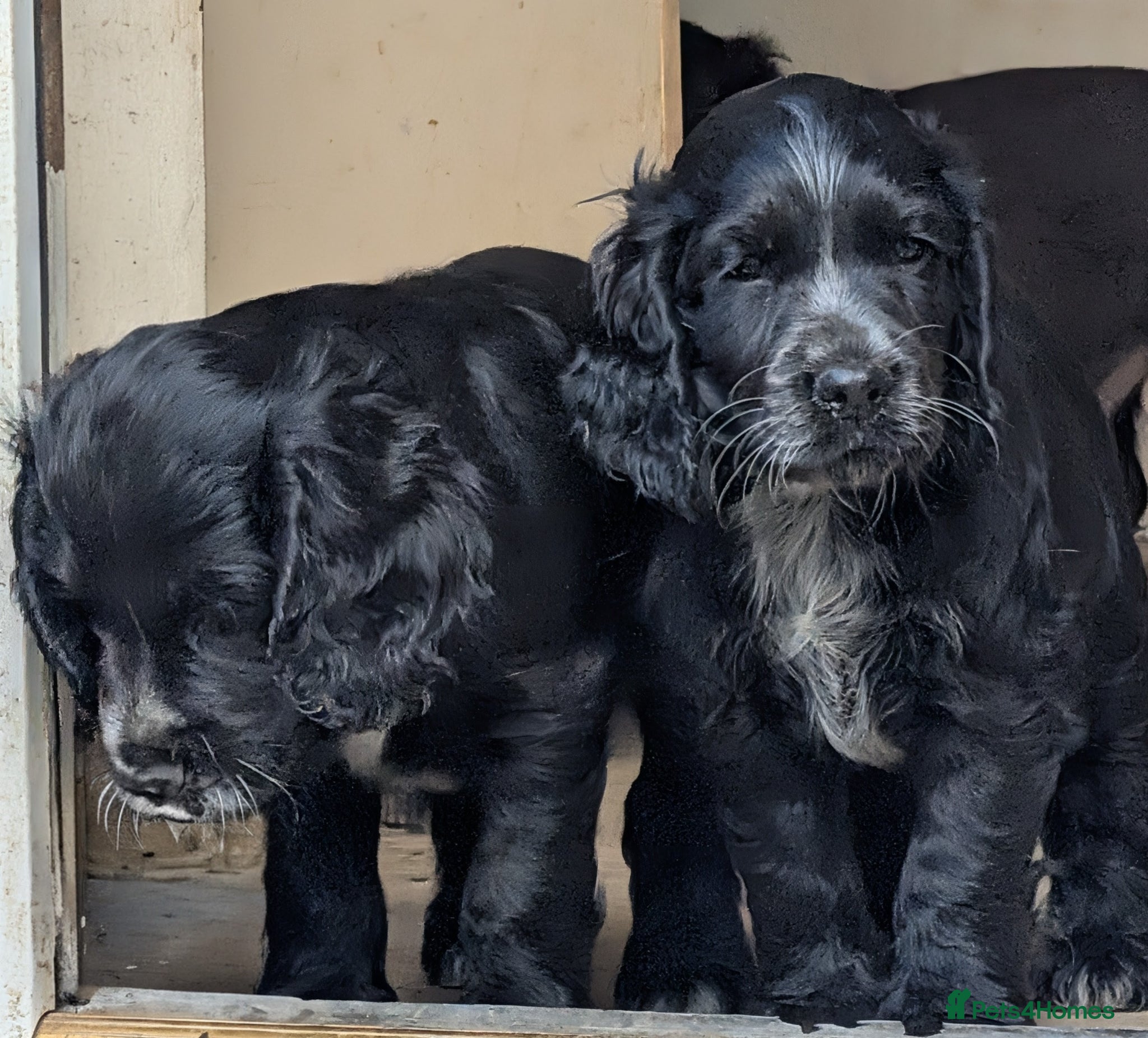 Cocker Spaniel dogs for sale: Beautiful cocker spaniel puppies  - Advert 2
