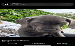 Cane Corso dogs for sale: Blue Cane Corso - Image 4