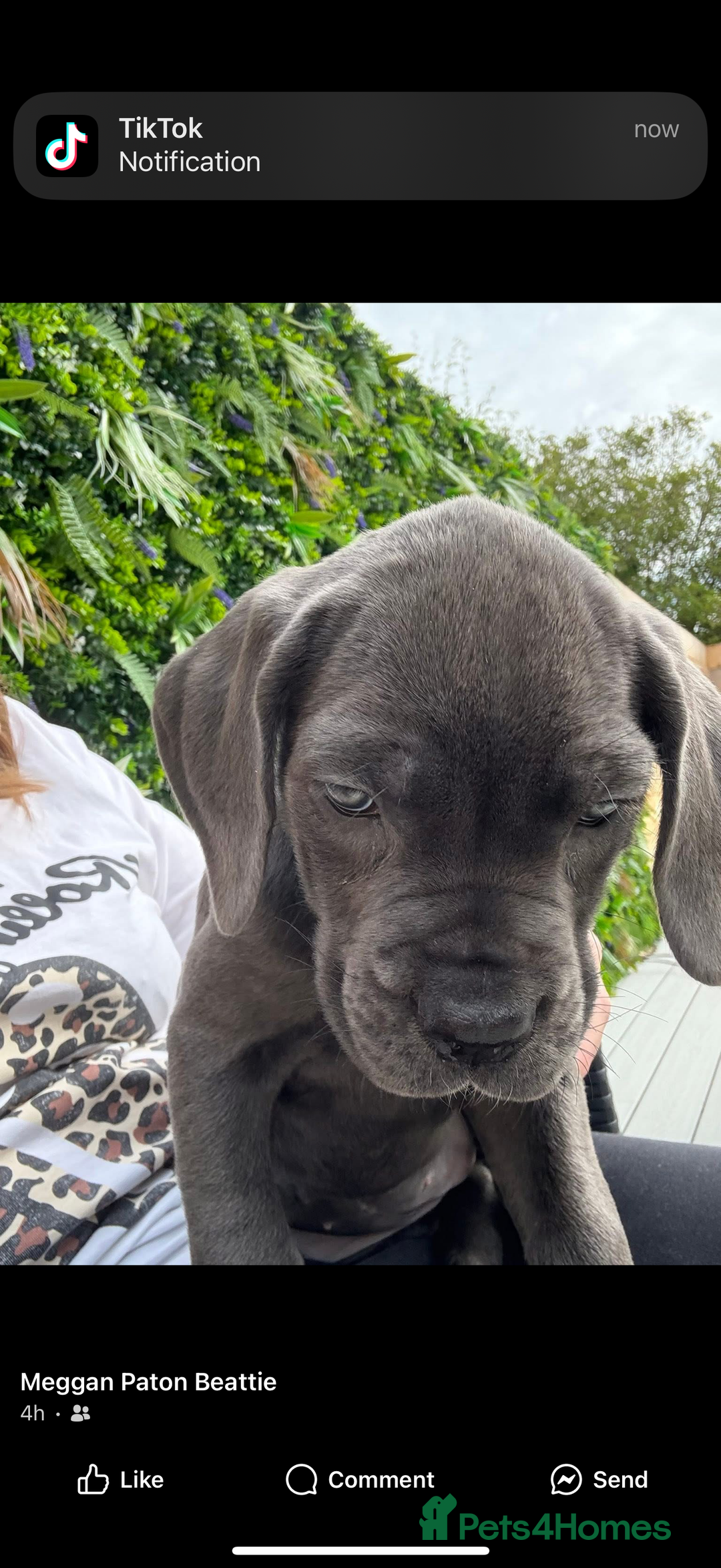 Cane Corso dogs for sale: Blue Cane Corso - Image 4