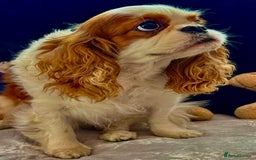 Cavalier King Charles Spaniel dogs for adoption: Daisy’s Story: Saved from the Brink of Death - Image 9