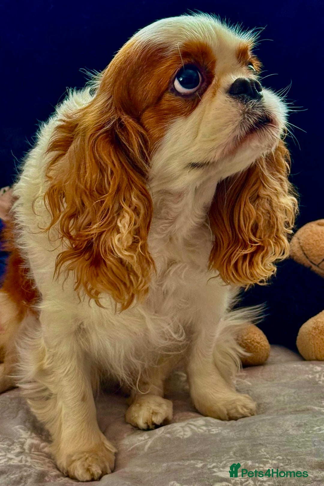 Cavalier King Charles Spaniel dogs for adoption: Daisy’s Story: Saved from the Brink of Death - Image 9