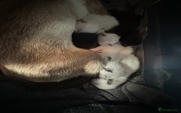 Siamese cats for sale: Half seal point Siamese mix breed. - Image 4