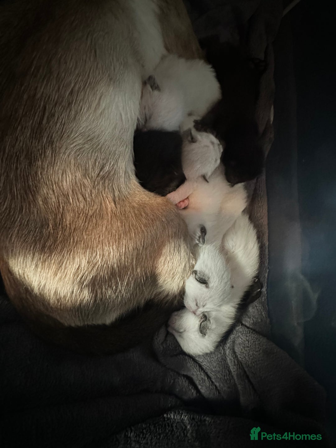 Siamese cats for sale: Half seal point Siamese mix breed. - Image 4