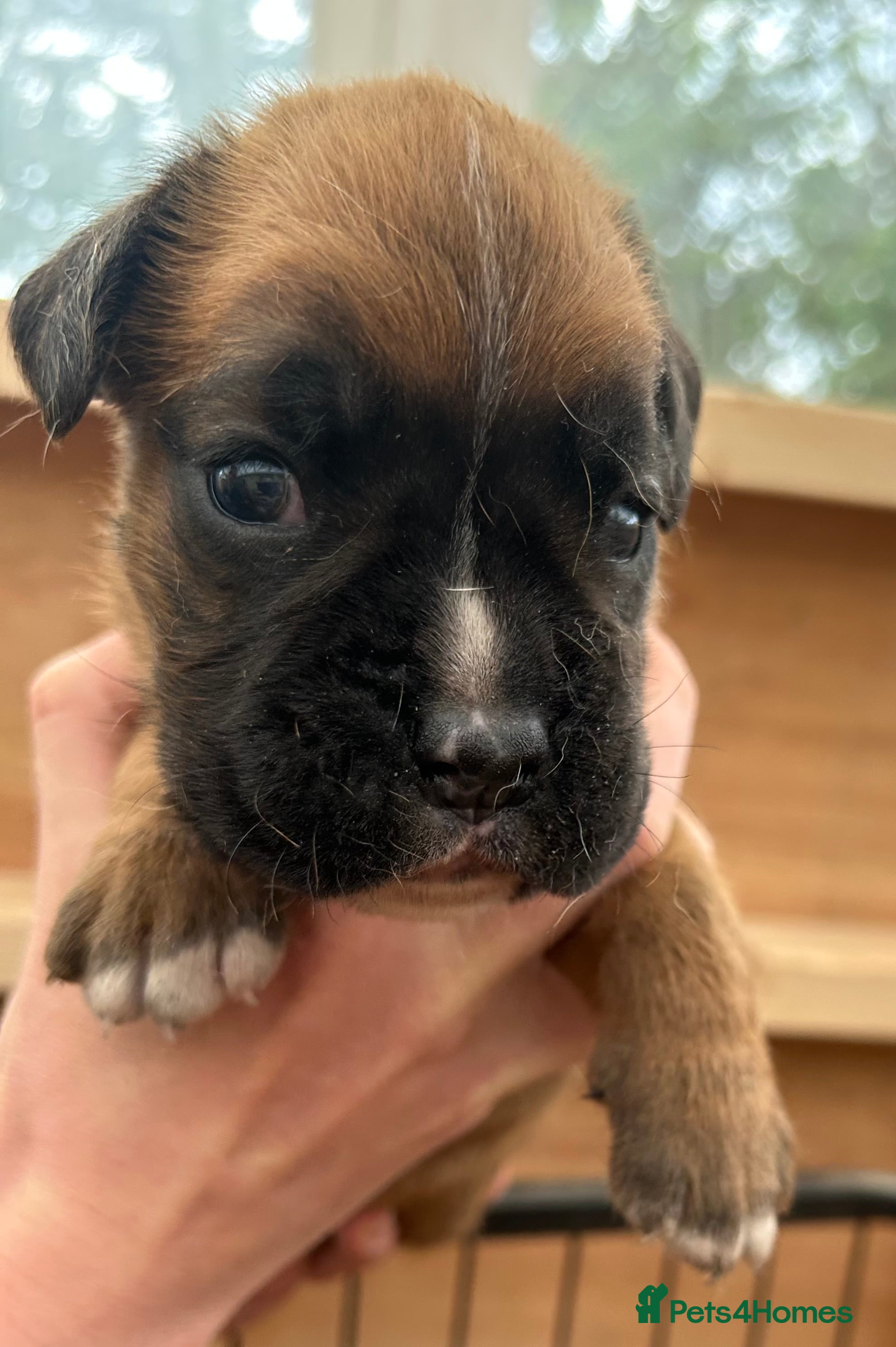 Boxer dogs 5 Star license breeder. 23 years experience  - Advert 2