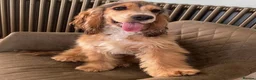 Cocker Spaniel dogs for sale: KC Reg Show Type Cocker Spaniel Puppies in Melton Mowbray - Advert 11