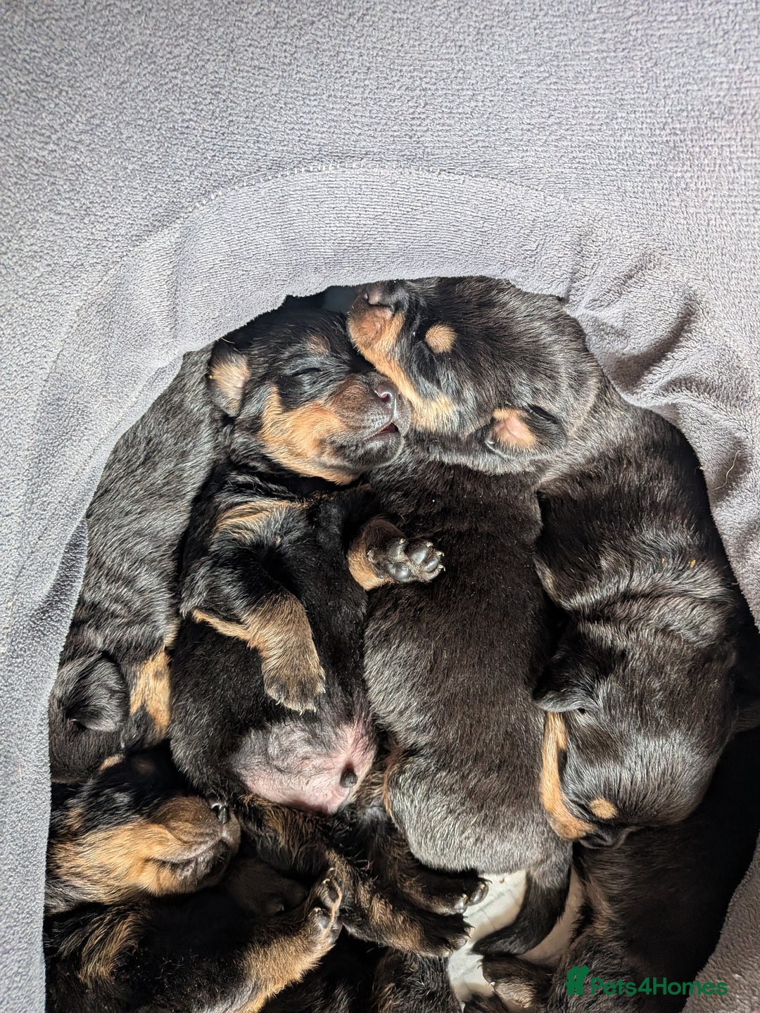 Rottweiler dogs for sale: ⭐ Rottweiler ⭐ - Advert 10