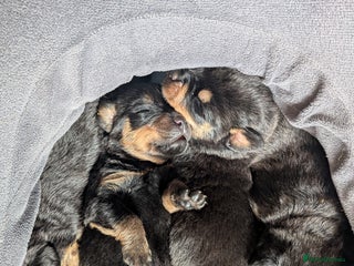 Rottweiler dogs Rottweiler ready 27.12.25 - Advert 12