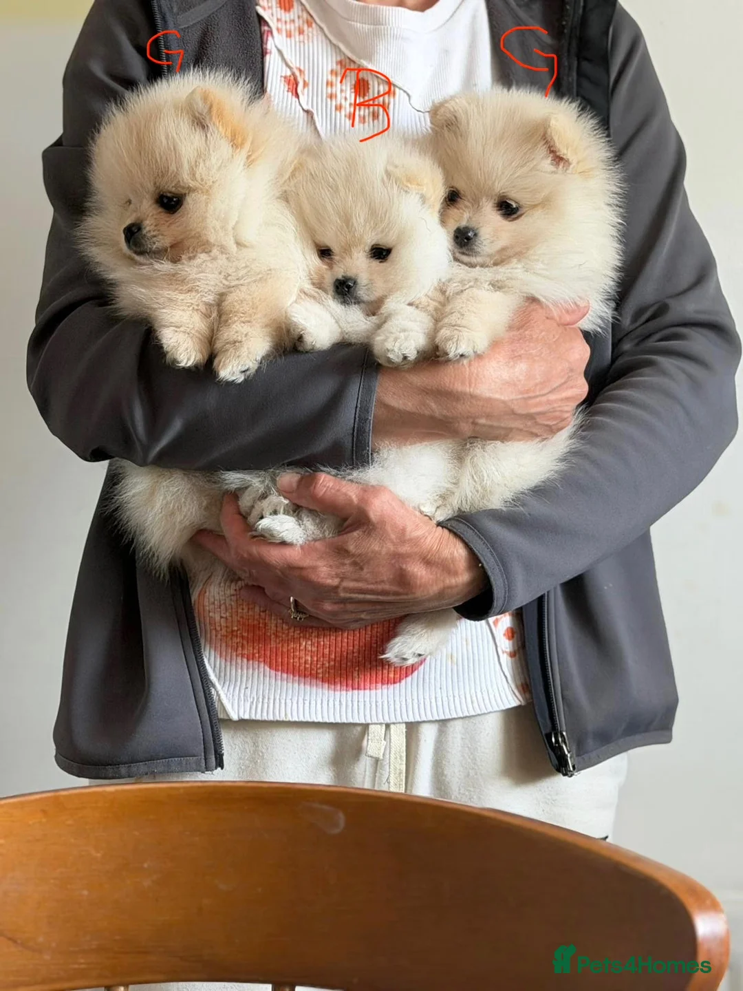 Pomeranian dogs for sale: Beautiful Pomeranian Puppies – 2 Girls & 1 Boy – - Advert 1