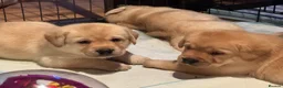 Labrador Retriever dogs for sale: Show Quality Yellow Labrador Puppies - Advert 10