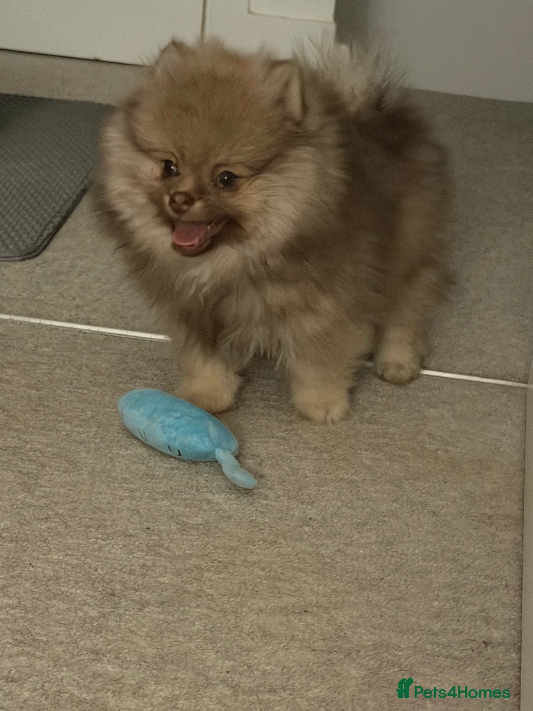 Pomeranian dogs for stud: 🐾✨ ** Lilac Tan Proven Stud Available! ✨🐾 - Advert 20