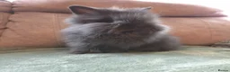Lionhead rabbits for sale: Silly Tame 9wk old Smokey Grey lion head - Advert 10