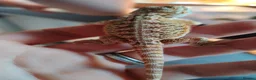 Bearded Dragon reptiles for sale: baby bearded dragon in Leicester - Advert 2